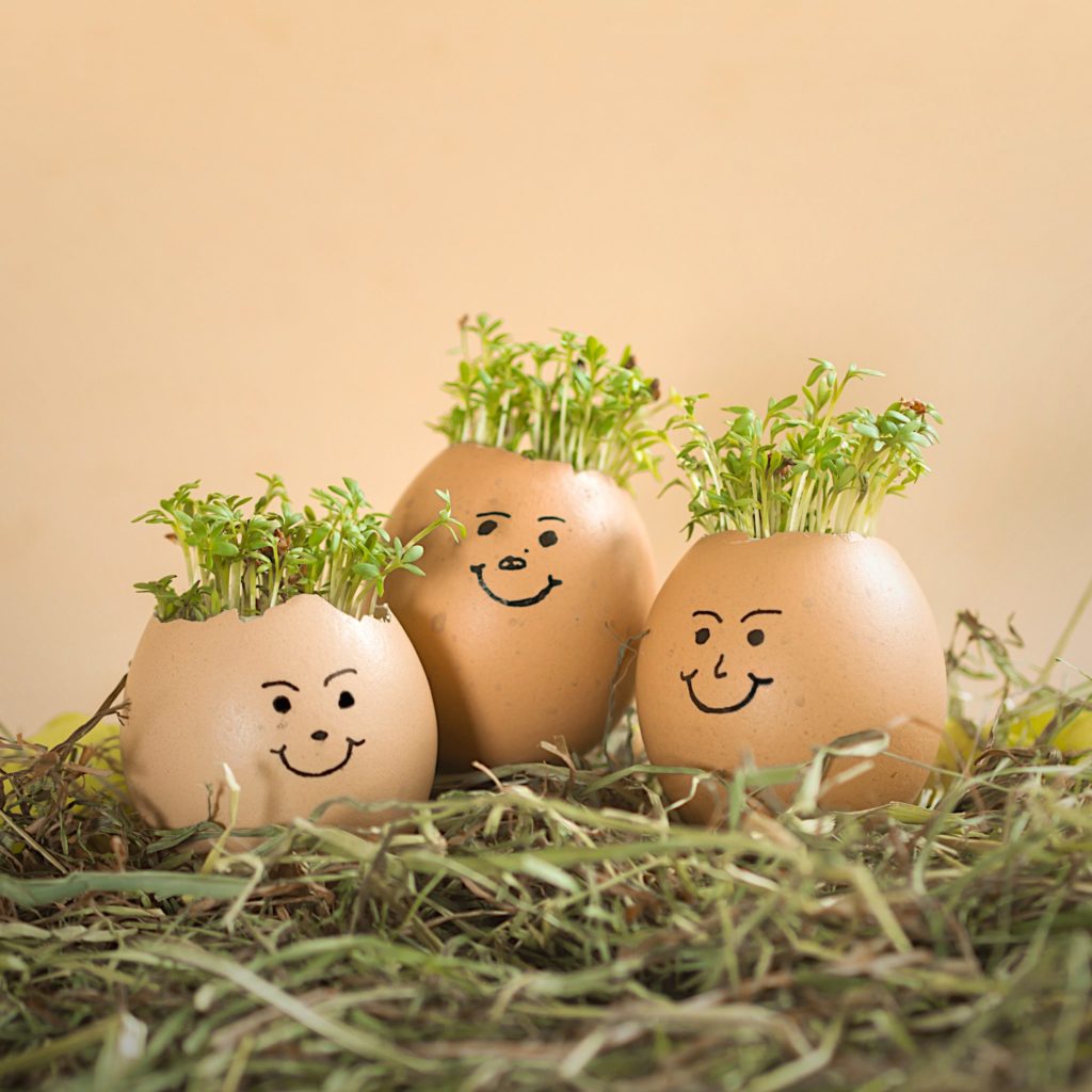 growing cress in eggs